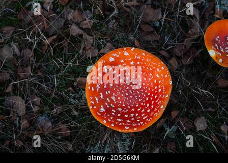 Pilzfliege Agaric wächst auf Herbstlaub Draufsicht, Stockfoto