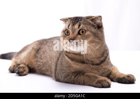 Ernsthafte schottische Falte braune Katze liegt auf einem weißen Tisch Stockfoto
