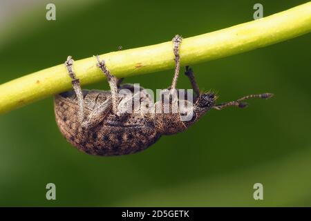 Liophloeus tesulatus Weevil kriecht am Efeublattstamm entlang Stockfoto