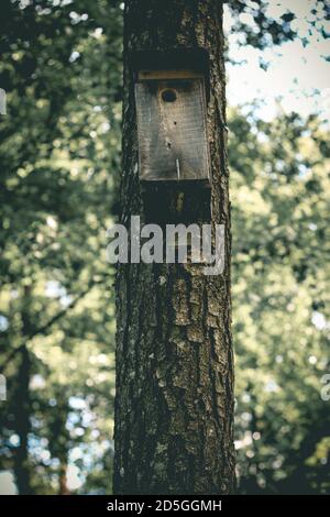 Hölzerne Vogelhaus hängen auf Kiefer Stamm im Wald Stockfoto