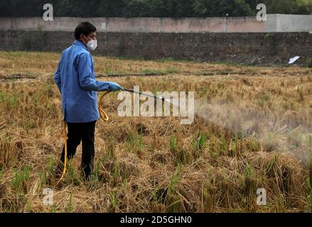 Ein Arbeiter des Indian Agricultural Research Institute (IARI) trägt Maske und Handschuhe Sprays neu entwickelte Bio-Decomposer-Lösung auf einem Bauernhof Feld, um Stoppel (Paraali) Brennen zu verhindern. Bio-Zersetzer wandelt landwirtschaftliche Abfälle in Kompost um. Die Stoppelverbrennung setzt große Mengen an toxischer Verschmutzung in der Luft frei, die schädliche Gase wie Methan (CH4), Kohlenmonoxid (CO) und andere enthalten. Punjab und Haryana Bauern brennen Paddy Stoppeln auf ihren Feldern, um es für die nächste Weizenernte bereit, und die schädlichen Gase sind in Delhi, die National Capital schließen. Stockfoto