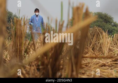 Ein Arbeiter des Indian Agricultural Research Institute (IARI) trägt Maske und Handschuhe Sprays neu entwickelte Bio-Decomposer-Lösung auf einem Bauernhof Feld, um Stoppel (Paraali) Brennen zu verhindern. Bio-Zersetzer wandelt landwirtschaftliche Abfälle in Kompost um. Die Stoppelverbrennung setzt große Mengen an toxischer Verschmutzung in der Luft frei, die schädliche Gase wie Methan (CH4), Kohlenmonoxid (CO) und andere enthalten. Punjab und Haryana Bauern brennen Paddy Stoppeln auf ihren Feldern, um es für die nächste Weizenernte bereit, und die schädlichen Gase sind in Delhi, die National Capital schließen. Stockfoto