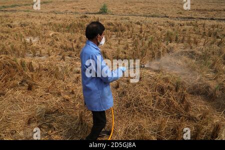 Ein Arbeiter des Indian Agricultural Research Institute (IARI) trägt Maske und Handschuhe Sprays neu entwickelte Bio-Decomposer-Lösung auf einem Bauernhof Feld, um Stoppel (Paraali) Brennen zu verhindern. Bio-Zersetzer wandelt landwirtschaftliche Abfälle in Kompost um. Die Stoppelverbrennung setzt große Mengen an toxischer Verschmutzung in der Luft frei, die schädliche Gase wie Methan (CH4), Kohlenmonoxid (CO) und andere enthalten. Punjab und Haryana Bauern brennen Paddy Stoppeln auf ihren Feldern, um es für die nächste Weizenernte bereit, und die schädlichen Gase sind in Delhi, die National Capital schließen. Stockfoto