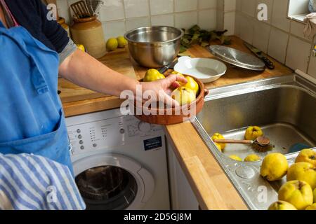 Reinigung Quitte Obst in der Küche Waschbecken im Haus, Großbritannien Stockfoto