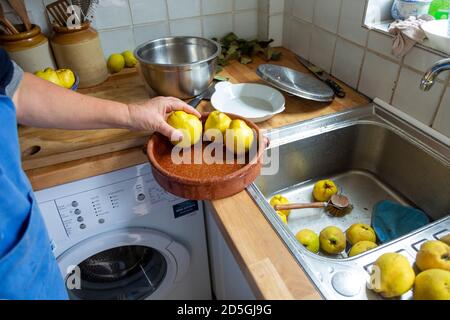 Reinigung Quitte Obst in der Küche Waschbecken im Haus, Großbritannien Stockfoto