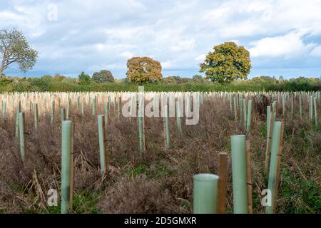 Wendover, Buckinghamshire, Großbritannien. Oktober 2020. HS2-Ersatzbaumknödel wurden in einem Versuch gepflanzt, die Zerstörung vieler Hektar Chilterns für das HS2-Hochgeschwindigkeitsbahnprojekt zu mildern. Leider sind viele von ihnen gestorben. Viele Anwohner der Chilterns und Umweltaktivisten sind stark gegen das HS2-Projekt, das 108 uralte Waldgebiete, 693 Wildtiergebiete und 33 SSSIs gefährdet. Quelle: Maureen McLean/Alamy Stockfoto