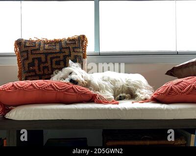 Hund zeigt Zunge. Süßer Westie Hund. Stockfoto