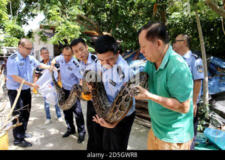 Haikou, China. Oktober 2020. Am 12. Oktober 2020 wurde in Haikou, Hainan, China, ein außerordentlich schwerwiegender Strafverfahren wegen illegalen Erwerbs, Transportes und Verkaufs seltener und gefährdeter Wildtiere und ihrer Produkte gecrackt (Foto: TPG/cnsphotos) (Foto: Top Photo/Sipa USA) Kredit: SIPA USA/Alamy Live News Stockfoto