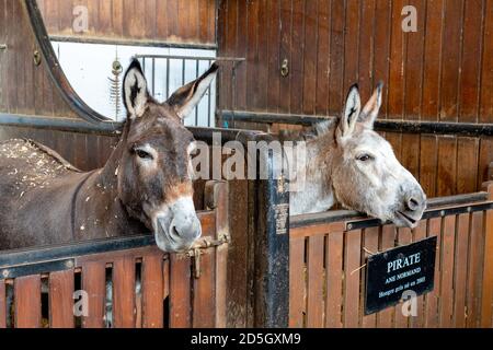 Zwei Esel im Grand Stall der Domaine de Chantilly - Frankreich Stockfoto