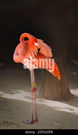 Flamingo ist ein sehr charmantes Tier. Wir können ihn in der Karibik treffen.Flamingos (Phoenicopteridae) ist eine Familie von Wasservögeln mit langem Hals und Beinen Stockfoto