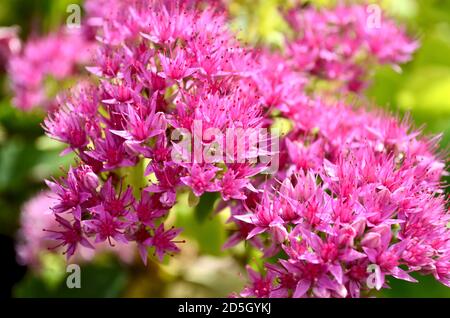 Schöne rosa kleine Blüten im Sonnenlicht Stockfoto