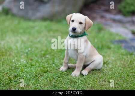 Happy Welpe Hund läuft auf Spielplatz grünen Hof. Gelber Labrador Retriever. Sonniger Tag während der Sommersaison. Stockfoto