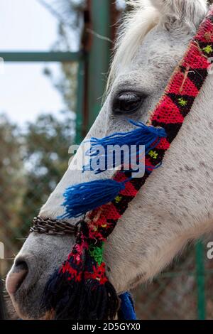 Nahaufnahme isoliertes Profilporträt eines weißen Kutschenpferdes mit einem kunstvollen handgewebten Mundbiss. Der Mundbiss hat dreieckige Muster in rot-blau Stockfoto