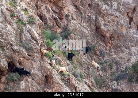 Eine Herde brauner, weißer und schwarzer Ziegen klettert auf einer sehr steilen Klippe auf der Suche nach Nahrung und Steinsalz in der jordanischen Wüste. Sie haben perfekten Balan Stockfoto