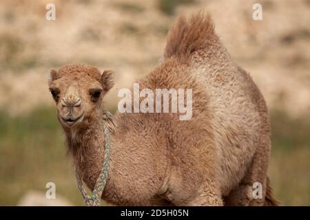 Ein Nahaufnahme isoliertes Bild eines niedlichen Dromedary Kamelfawn (Camelus dromedarius) an einem Wüstenort in Jordanien. Das Baby Tier hat eine Baumwolle handgefertigt Stockfoto