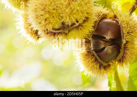 Nahaufnahme von Kastanien auf einem Baum auf einem sonnigen Tag im Herbst - selektiver Fokus Stockfoto