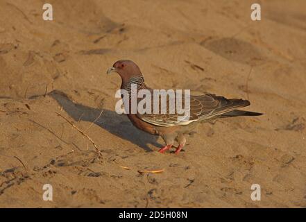 Picazuro Taube (Columba picazuro) Erwachsene am Strand in den frühen Morgenstunden Provinz Buenos Aires, Argentinien Januar Stockfoto