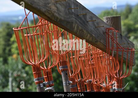 Apfelpflückpfähle, Pick-your-own Apfelgarten, Cabot, VT (Burtt's Orchard). Stockfoto