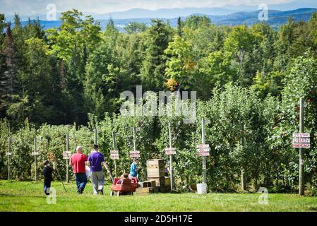 Holen Sie sich Ihren eigenen Apfelgarten, Cabot, VT (Burtt's Orchard). Stockfoto