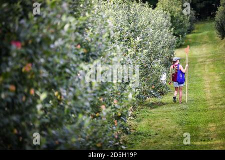 Holen Sie sich Ihren eigenen Apfelgarten, Cabot, VT (Burtt's Orchard). Stockfoto