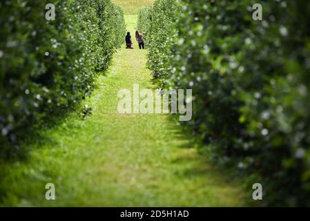 Holen Sie sich Ihren eigenen Apfelgarten, Cabot, VT (Burtt's Orchard). Stockfoto