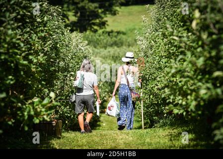 Holen Sie sich Ihren eigenen Apfelgarten, Cabot, VT (Burtt's Orchard). Stockfoto