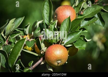 Holen Sie sich Ihren eigenen Apfelgarten, Cabot, VT (Burtt's Orchard). Stockfoto