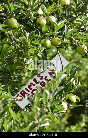 Holen Sie sich Ihren eigenen Apfelgarten, Cabot, VT (Burtt's Orchard). Stockfoto