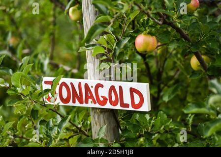 Holen Sie sich Ihren eigenen Apfelgarten, Cabot, VT (Burtt's Orchard). Stockfoto