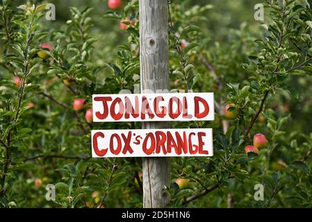 Holen Sie sich Ihren eigenen Apfelgarten, Cabot, VT (Burtt's Orchard). Stockfoto