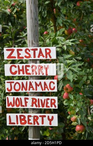 Holen Sie sich Ihren eigenen Apfelgarten, Cabot, VT (Burtt's Orchard). Stockfoto