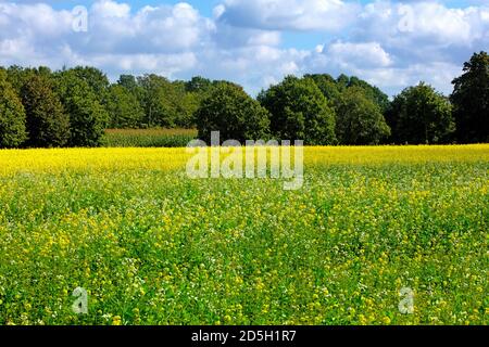 Deutschland, Ackerbau, Winterbegrünung. Stockfoto