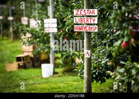 Holen Sie sich Ihren eigenen Apfelgarten, Cabot, VT (Burtt's Orchard). Stockfoto