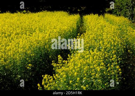 Deutschland, Ackerbau, Winterbegrünung. Stockfoto