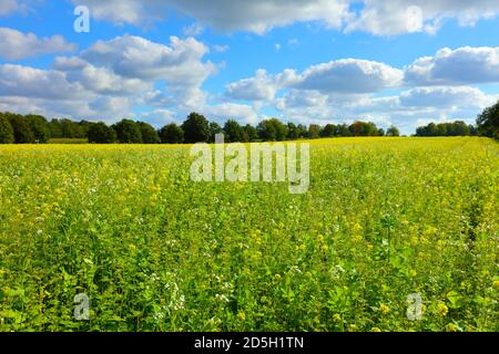 Deutschland, Ackerbau, Winterbegrünung. Stockfoto