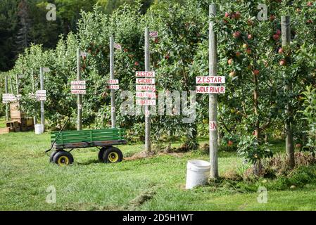 Holen Sie sich Ihren eigenen Apfelgarten, Cabot, VT (Burtt's Orchard). Stockfoto