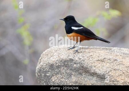 Mocking Cliff Chat (Thamnolaea cinnamomeiventris), Seitenansicht eines erwachsenen Mannes, der auf einem Felsen steht, Mpumalanga, Südafrika Stockfoto