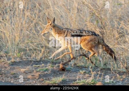 Schwarzer Jackal (Canis mesomelas), Seitenansicht eines Erwachsenen beim Wandern, Mpumalanga, Südafrika Stockfoto