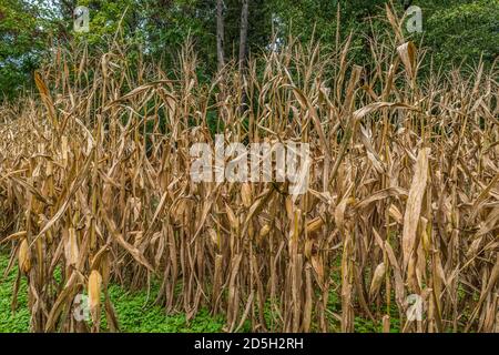 Mais noch auf den trockenen Maisstielen noch stehen gelassen In einem Feld auf dem Bauernhof wartet auf die Ernte mit dem Wald im Hintergrund im Herbst Stockfoto