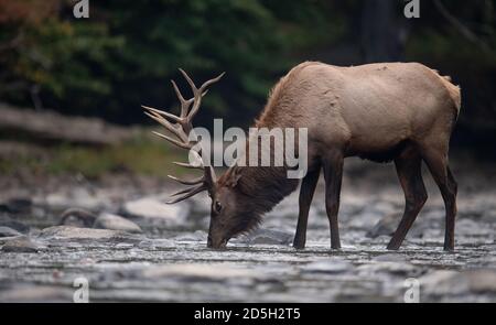 Bulle Elch während der Furche im Herbst Stockfoto