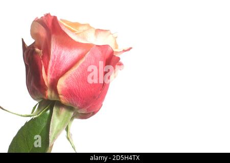 Rosenblume auf weißem Hintergrund Nahaufnahme isoliert Stockfoto