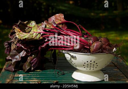 Rote Bete, frisch aus dem Boden geerntet, in einem weißen Sieb auf einem verwitterten Holztisch Stockfoto