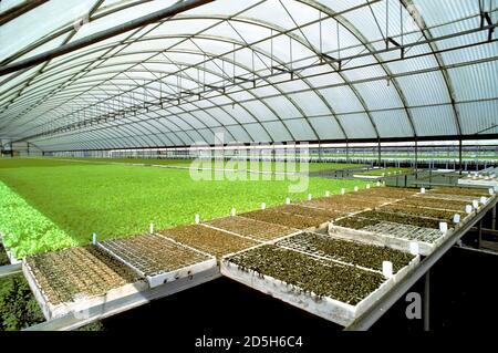 Salat Sämlinge Kleid in einem Greehouse vor der Pflanzung in der Nähe Ruskin - Florida Stockfoto