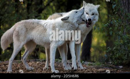 Grauer Wolf im Wald Stockfoto