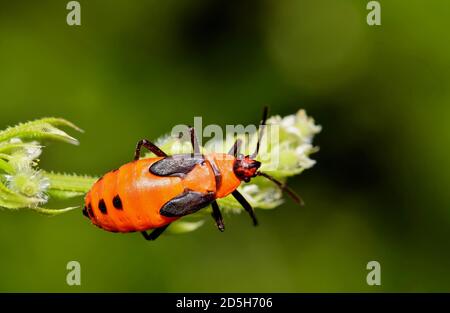 Milkweed Bug Nymphe Makro (Oncopeltus fasciatus) in einem Patch der Bodendecke während eines warmen Nachmittag in Houston, TX. Stockfoto