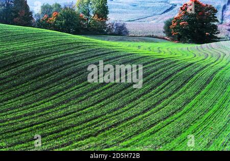 Winterweizen im Herbst gepflanzt beginnt Wachstum vor dem Winter - Staat New York Stockfoto