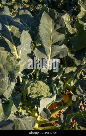 Große grüne Brokkoli bereit, in einem sonnigen gepflückt werden Feld in Quebec, Kanada Stockfoto