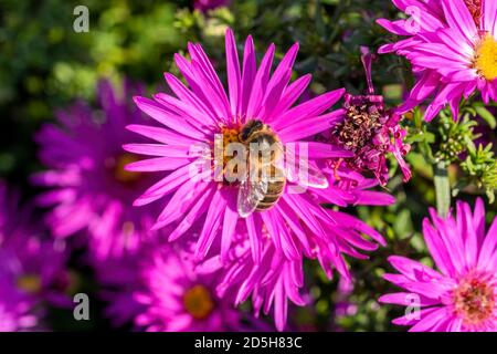 Aster novi belgii 'dandy' ein magenta rosa krautigen Sommer Herbst Mehrjährige Blume Pflanze gemeinhin als Michaelmas Gänseblümchen mit einem bekannt Honigbienenfond pho Stockfoto