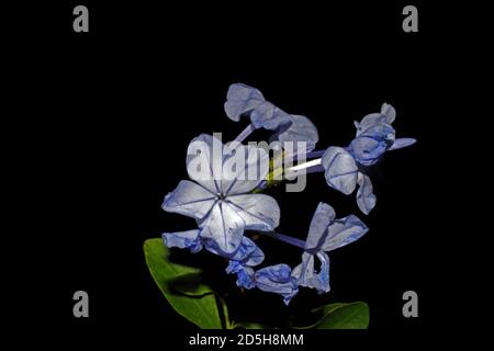 Blauer Plumbago (plumbago capensis) Nahaufnahme Stockfoto