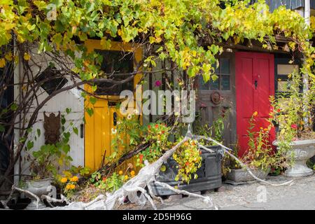 Bunte alte Türen und Weinreben, Elora, Ontario. Stockfoto